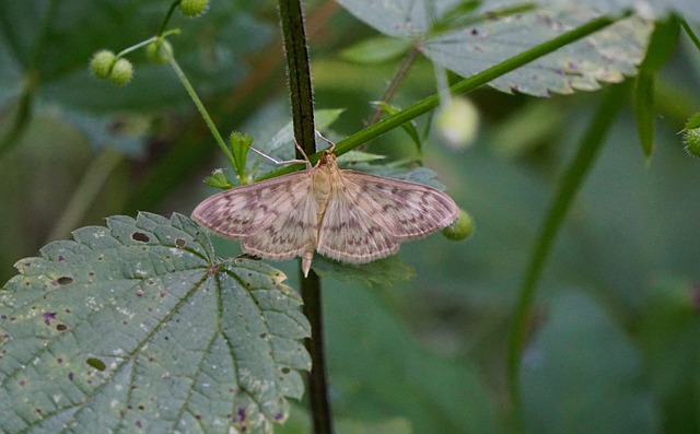 Free Butterfly Insect photo and picture