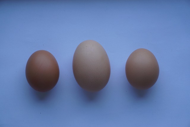 Free Eggs Hen'S Egg photo and picture
