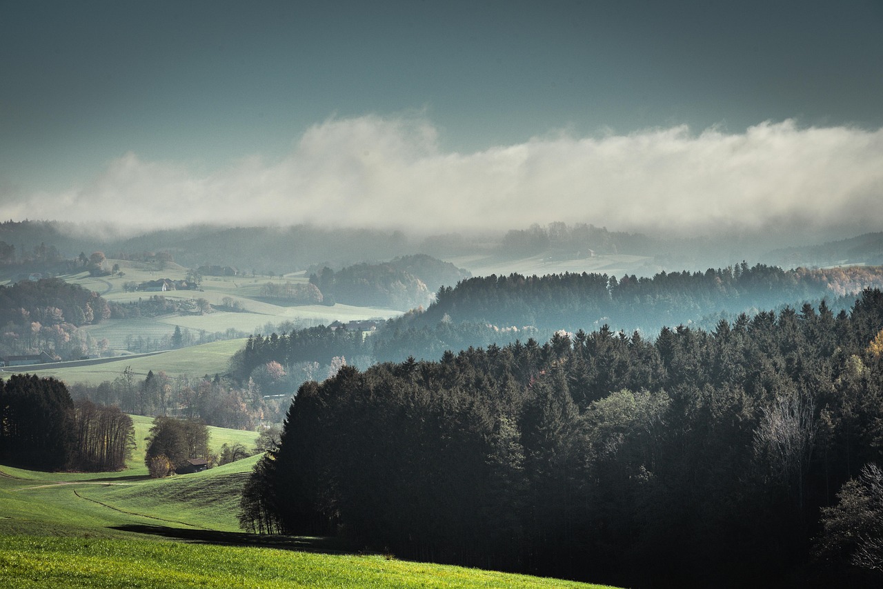 Forest - free online jigsaw puzzle photo