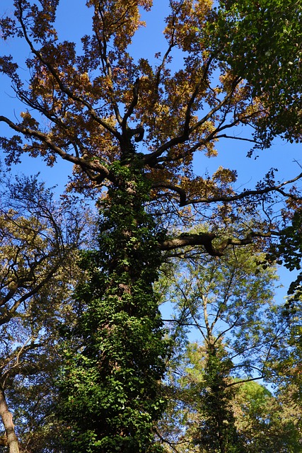 Free Tree Nature photo and picture