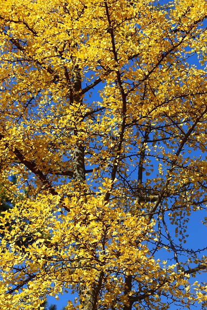 Free Tree Nature photo and picture