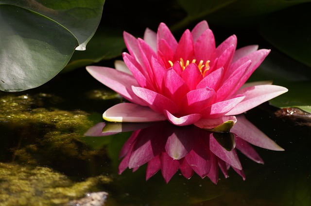Free Water Lily Nature photo and picture