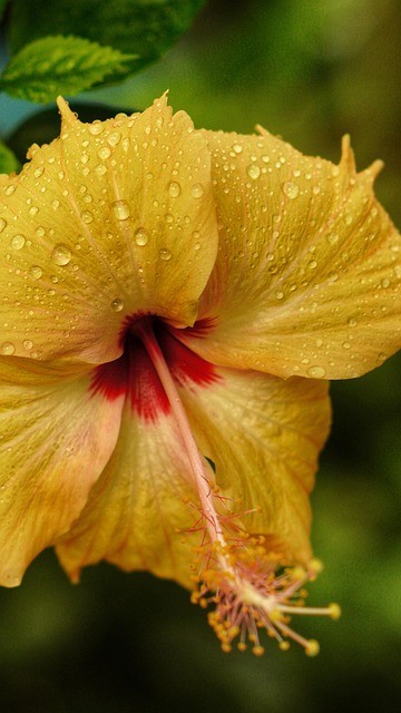 Page 20 - 4,000+ Free Hibiscus & Nature Photos - Pixabay