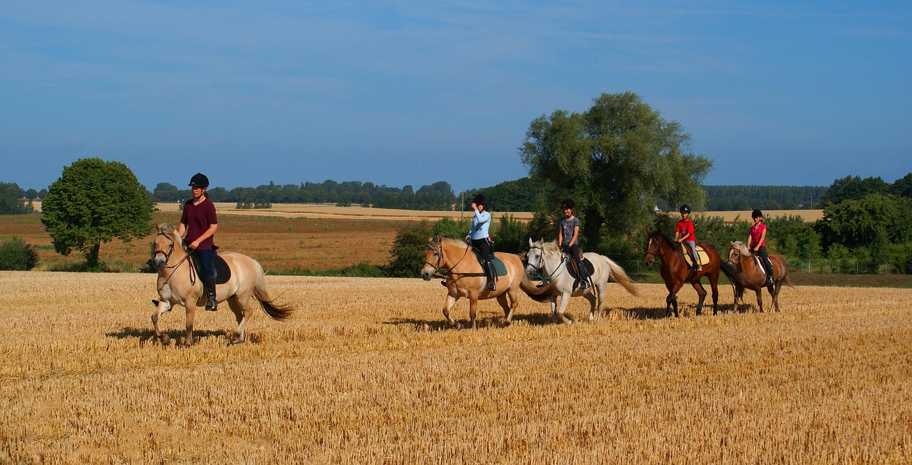 Horses Horse Riding Nature - Free photo on Pixabay - Pixabay