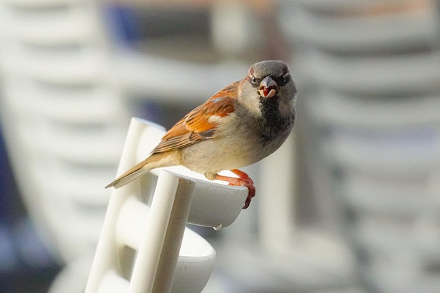 Free Bird Perched photo and picture