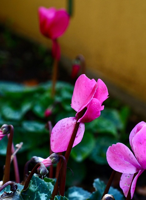 Free Ciclamini Fiori photo and picture
