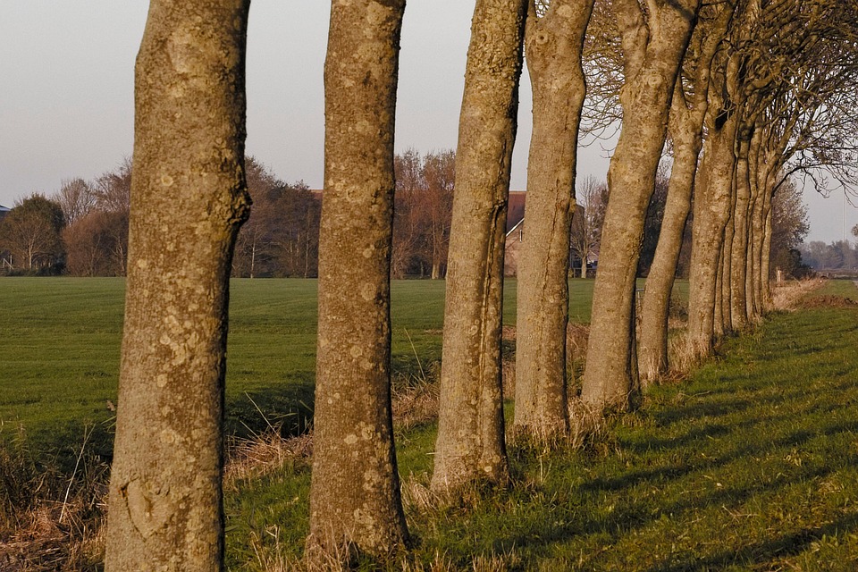 Trees Row Of Grass - Free photo on Pixabay - Pixabay