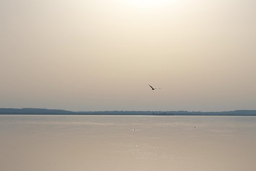 Free Sea Bird photo and picture