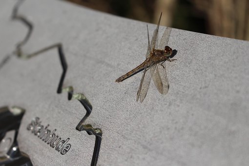 Free Dragonfly Insect photo and picture