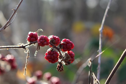Free Blackberry Berry photo and picture