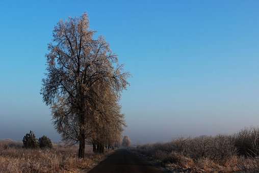 Free Tree Way photo and picture