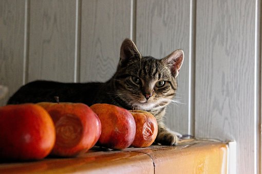 Free Cat Apples photo and picture