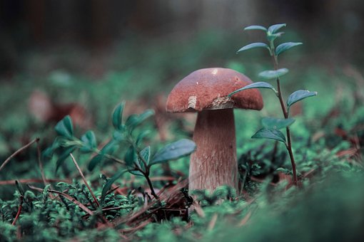 Free Mushroom Chestnut Boletus photo and picture