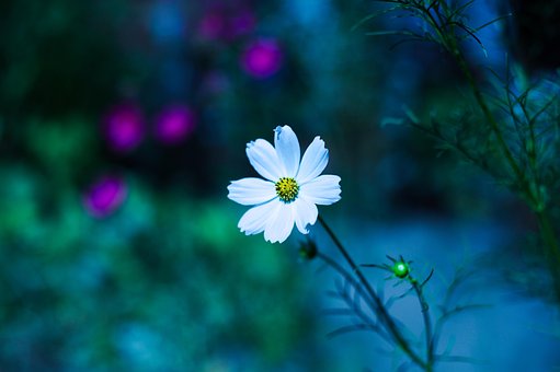 Free Flower White Flower photo and picture