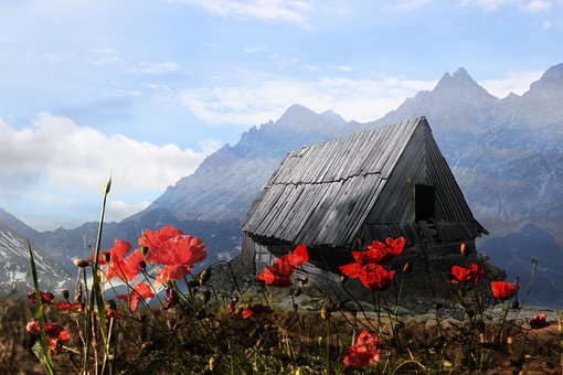 Free Poppies House photo and picture