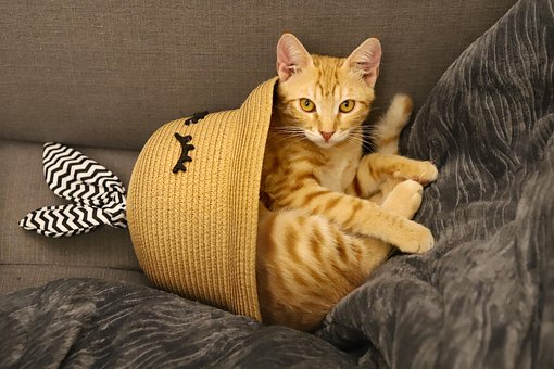 Gato, Jengibre, Animal, Mascota, Linda