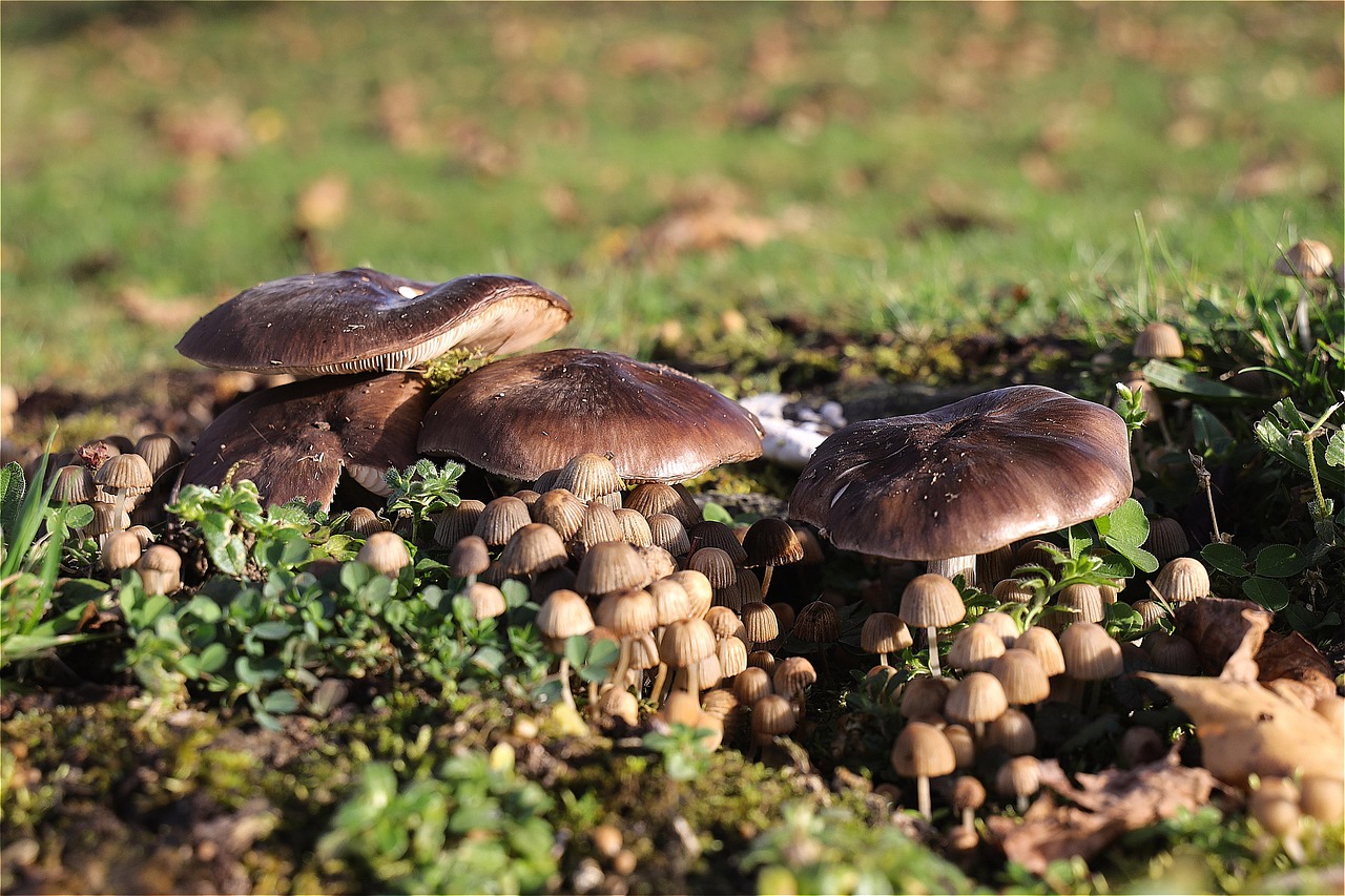 Mushrooms Wild Spore Free Photo On Pixabay mushrooms-wild-spore-free-photo-on-pixabay