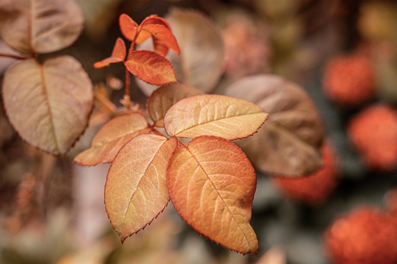 Leaves Foliage Autumn - Free photo on Pixabay - Pixabay