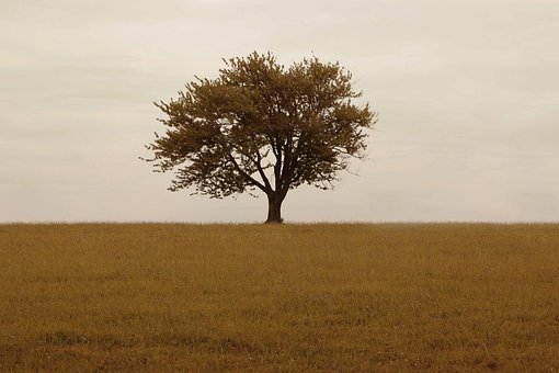 Free Tree Grass photo and picture