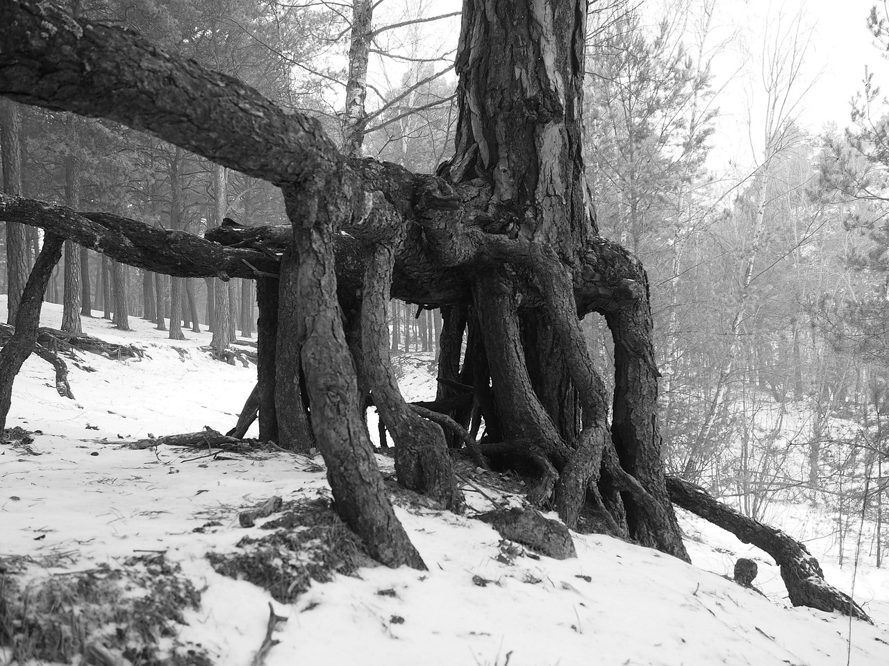 Root, Baum, Schnee, Winter