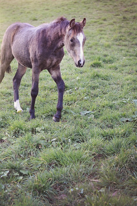 Horse Foal Pony - Free photo on Pixabay - Pixabay