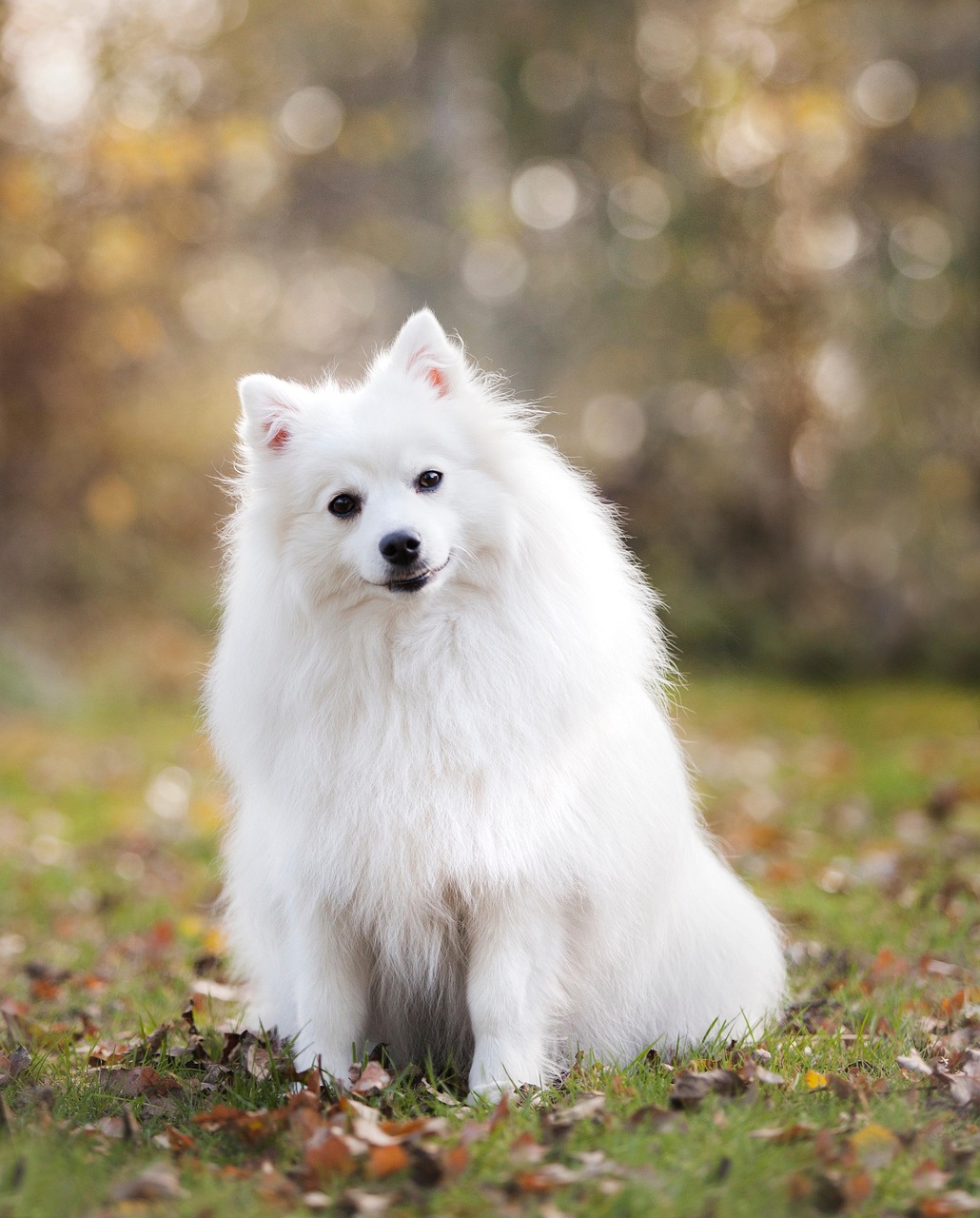 Plus De 40 000 Photos Gratuites De Chien Et De Animal Pixabay
