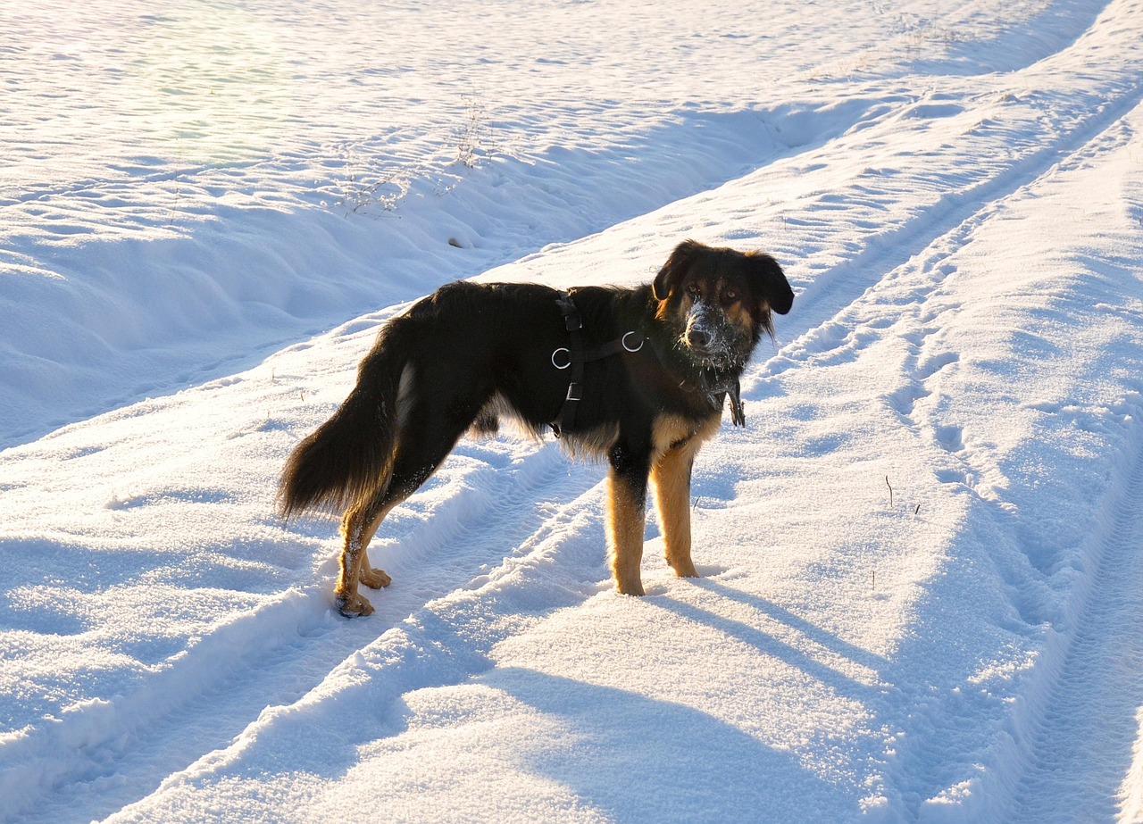 ホファヴァルト 犬 雪 Pixabayの無料写真