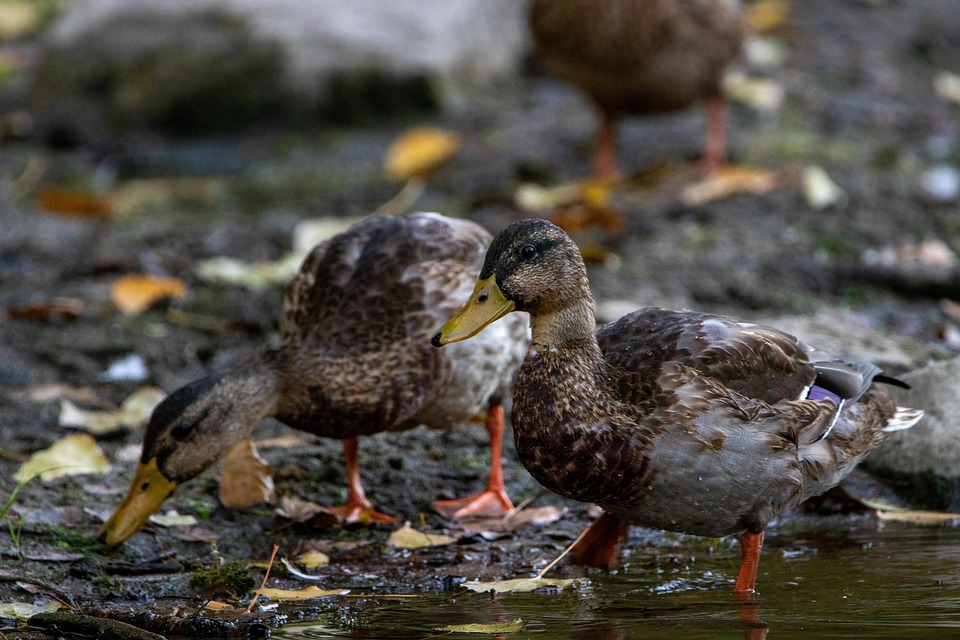 Stone Animal Ducks - Free photo on Pixabay - Pixabay