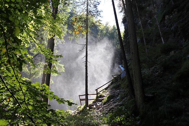 Wald, Dunst, Martuljek, Bäume