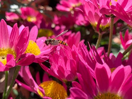 Svæve Flyve, Tæt Op, Blomstre, Tofløjede