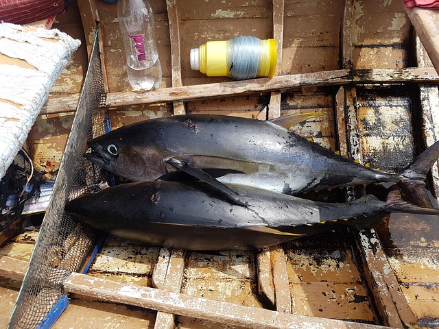 Free Tuna Fish photo and picture