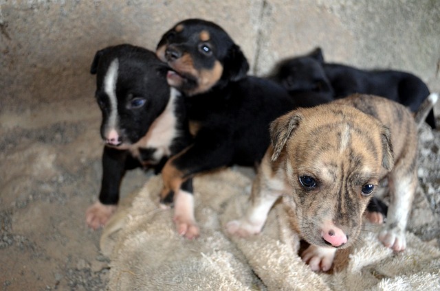 Free Dogs Puppies photo and picture