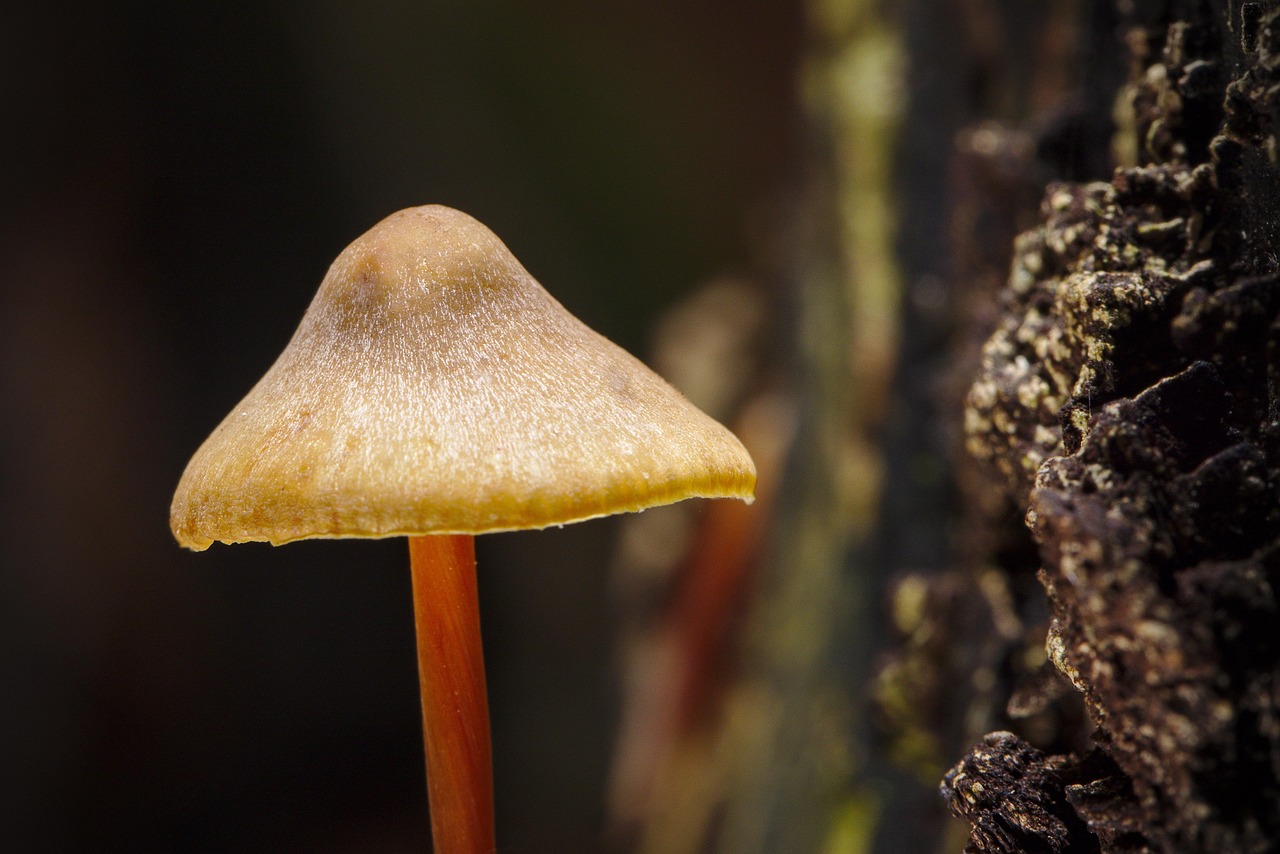 蘑菇 菌 菌类 - Pixabay上的免费照片 - Pixabay