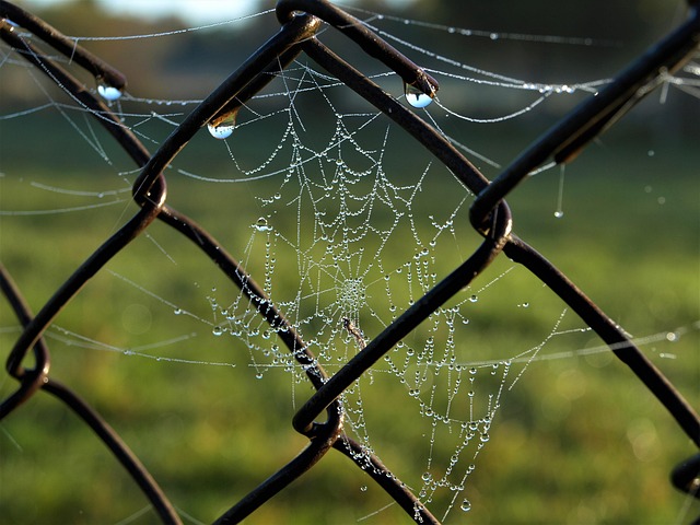 Free Spider Web photo and picture