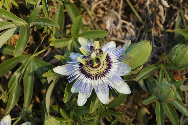 Free Flower Nature photo and picture