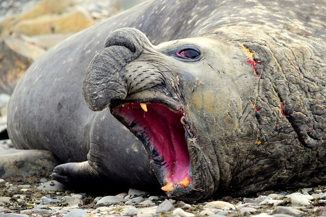 Free Elephant Seal Antarctica photo and picture