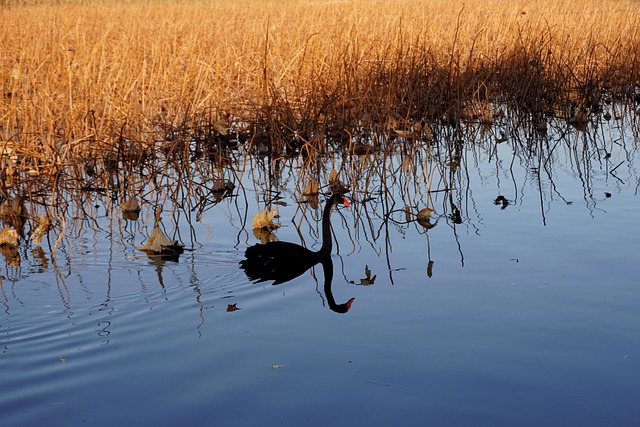 Free Black Swan Swan photo and picture
