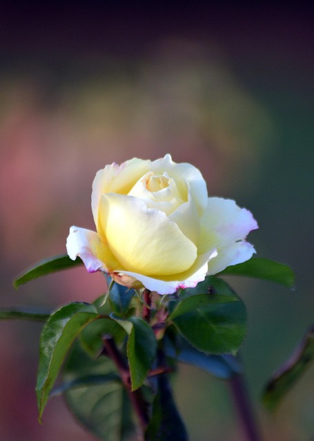 Free Flower Beautiful Flowers photo and picture