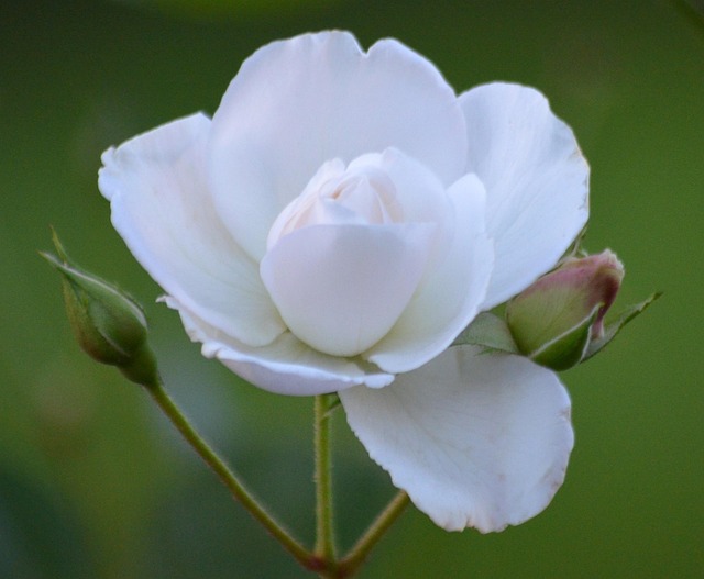 Free White Rose photo and picture