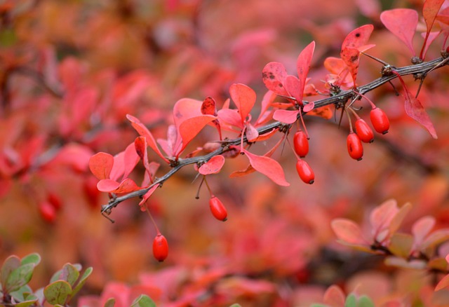 Free Leaves Foliage photo and picture