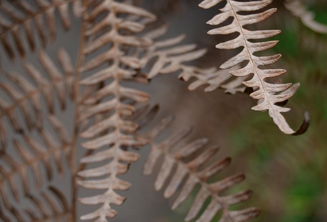 Free Leaves Garden photo and picture
