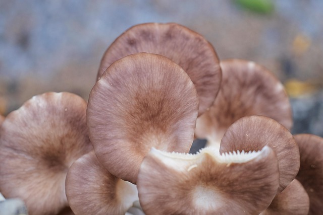 Free Mushroom Nature photo and picture