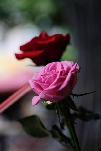 Free Rose Flower photo and picture