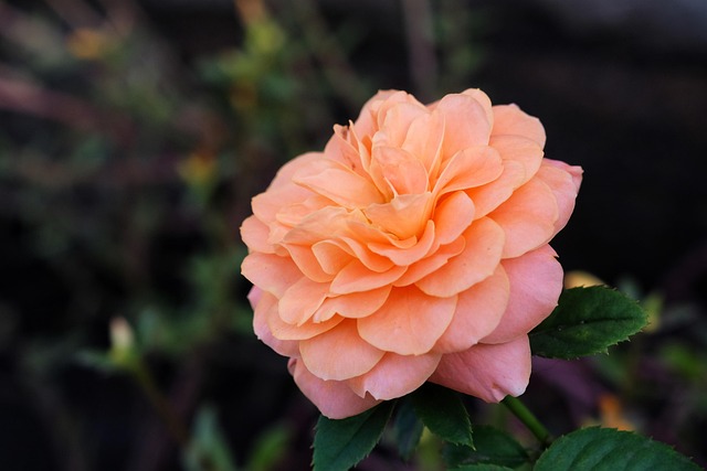 Free Flower Rose photo and picture