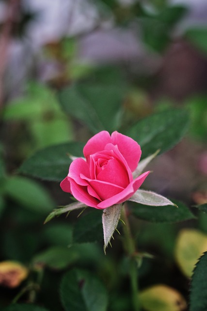 Free Flower Rose photo and picture