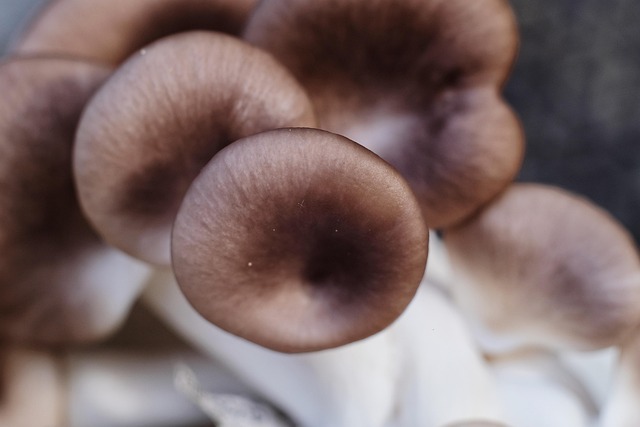 Free Mushroom Nature photo and picture