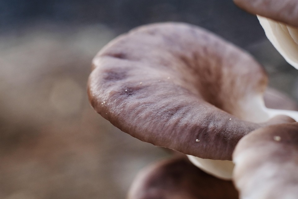 Oyster Mushrooms Edible Free photo on Pixabay