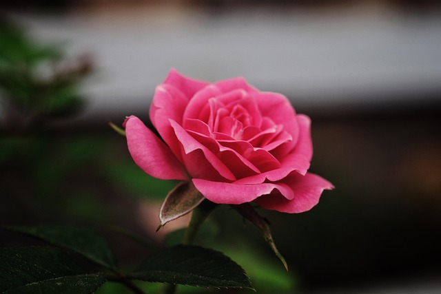 Free Rose Flower photo and picture