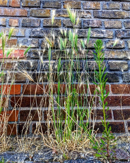 Weed Brick Urban Free photo on Pixabay Pixabay