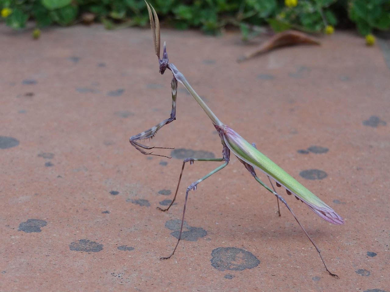 Saska Rovar Gottesanbeterin Mantis Insekt - Ingyenes fotó a Pixabay-en - Pixabay